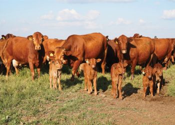 ’n Kompakte dekseisoen sorg vir groter vrugbaarheid