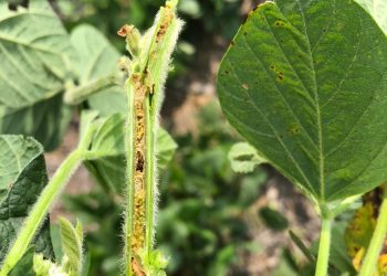 Wees op die uitkyk vir ‘n nuwe pes op sojabone