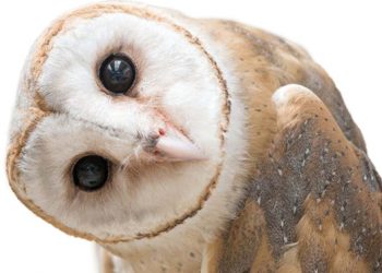 Bewaringsnuus uit ons kontrei