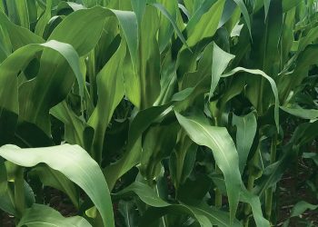 Tydige identifisering van blaarsiektes voorkom oesverliese