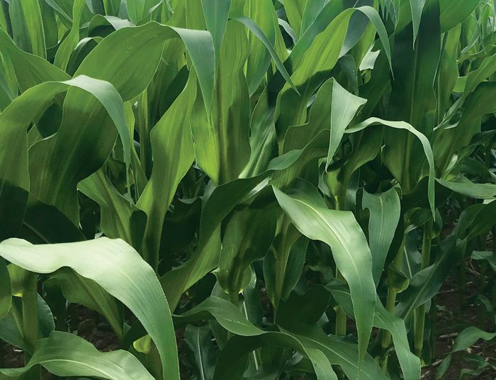 Tydige identifisering van blaarsiektes voorkom oesverliese