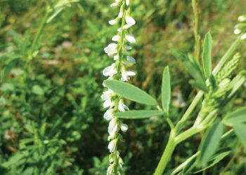 Soet witklawer – ’n bederf vir bye én beeste