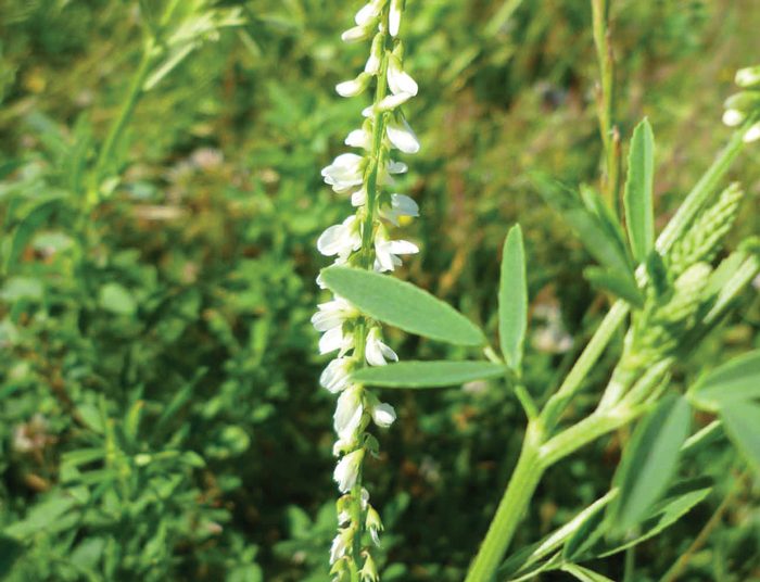 Soet witklawer – ’n bederf vir bye én beeste