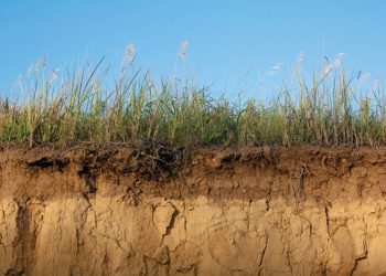 Grondlewende organismes: Span dit in tot jou voordeel