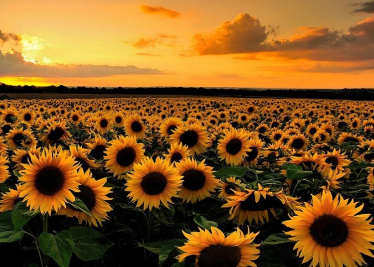 March 2022: Agricultural economic report