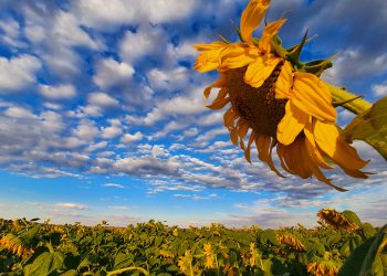 April 2022: Agricultural economic report