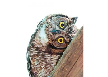 Uile en viervoetiges vind ’n nuwe tuiste