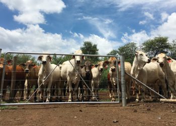 Die veeboer en korttermynversekering