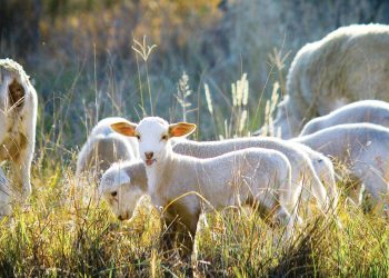 Die A tot Z van intensiewe skaapboerdery