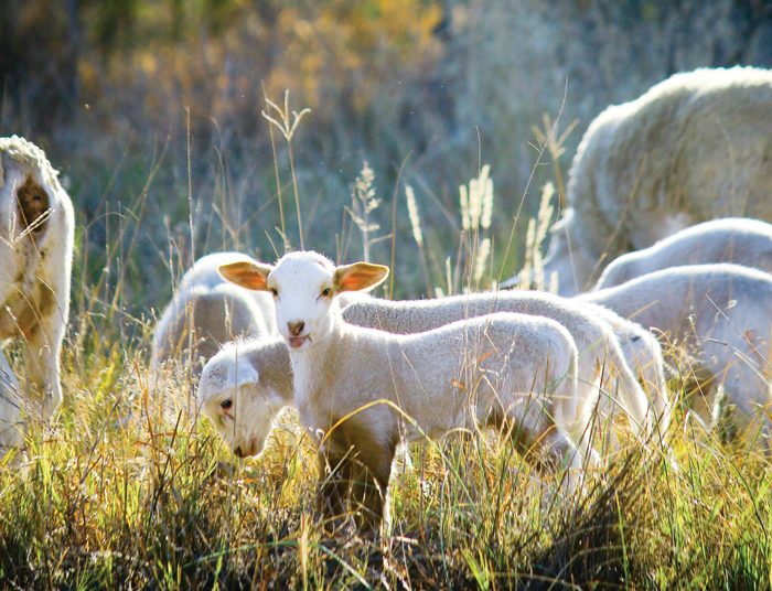 Die A tot Z van intensiewe skaapboerdery