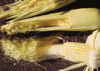 Verbeter opbrengste met gesonde mieliekoppe