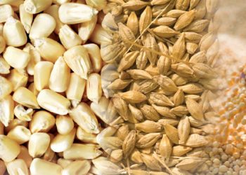 Wêreldrampe beïnvloed graan en oliesade