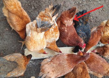 You can count your chickens before they hatch