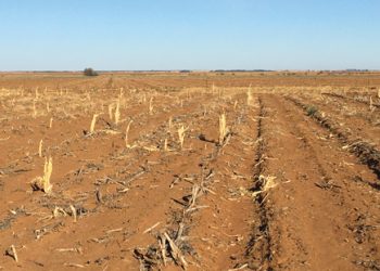 Katoen werk goed in ’n wisselboustelsel