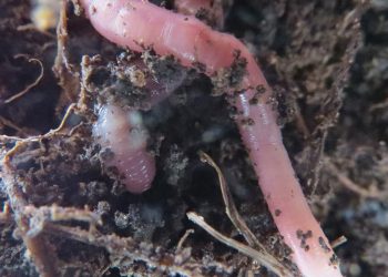 Grondlewende organismes: Makrospesies kan plantegroei bevorder