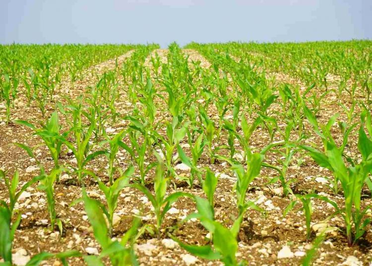 June 2022: Agricultural economic report