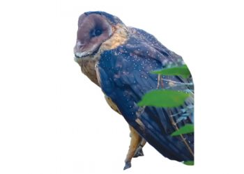 Bewaringsnuus uit ons kontrei