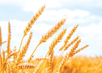 Skep optimale toestande vir koring