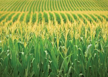 ’n Nuwe benadering tot gewasproduksie