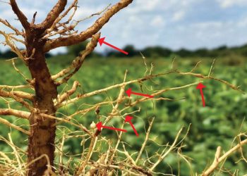 ’n Klein wurm wat groot skade veroorsaak