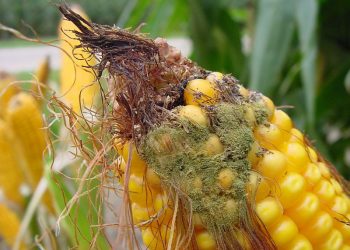 Moenie dat kopvrot ‘n kopseer word nie