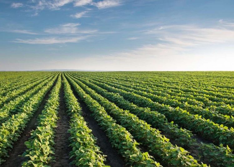 August 2022: Agricultural economic report