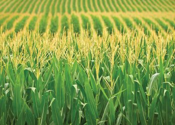 Hoë insetkoste noodsaak innoverende oplossings