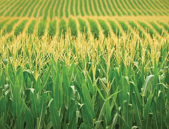 Hoë insetkoste noodsaak innoverende oplossings