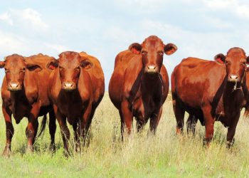 ’n Strategiese voervloeiplan lei tot sukses