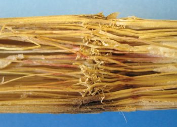 Voorkom stam- en wortelvrot met goeie bestuur