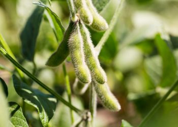 September 2022: Agricultural economic report