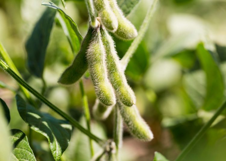 September 2022: Agricultural economic report