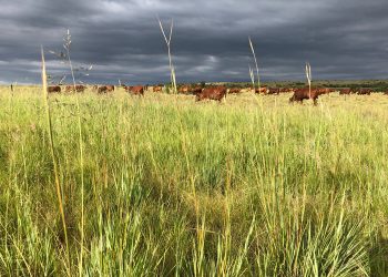 October 2022: Agricultural economic report