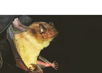 Bats: Misunderstood, yet so important