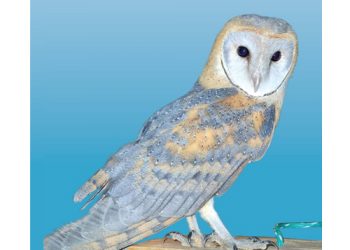 Bewaringsnuus uit ons kontrei