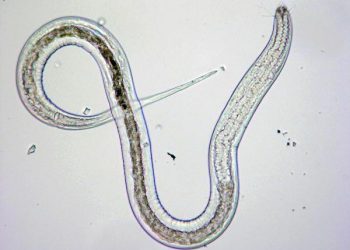 Aalwurms kan lande erg knou