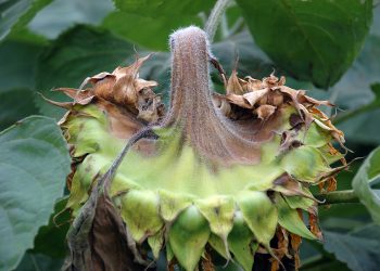 Die sluipende gevaar van swamsiektes