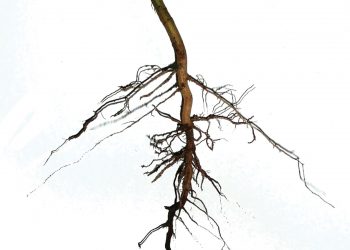 ’n Gesonde wortelstelsel dra by tot ’n goeie oes
