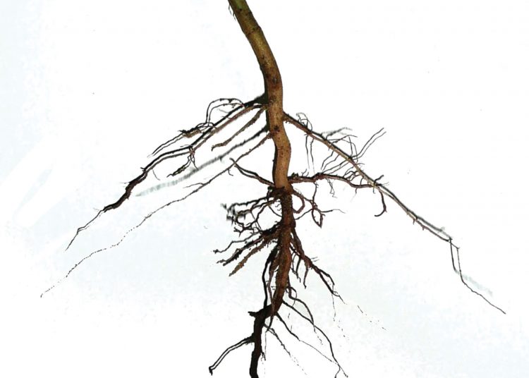 ’n Gesonde wortelstelsel dra by tot ’n goeie oes