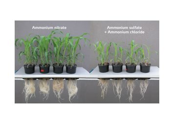 Ammonium toxicity: the silent killer