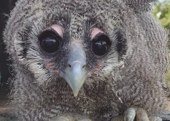 Bewaringsnuus uit ons kontrei