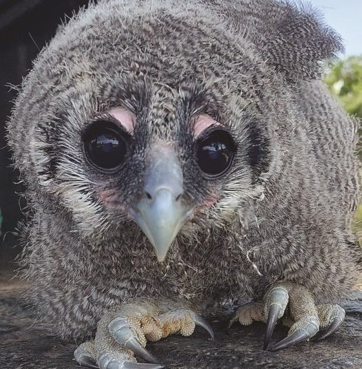 Bewaringsnuus uit ons kontrei
