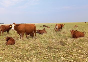 Oorweeg verskillende speenopsies vir kalwers