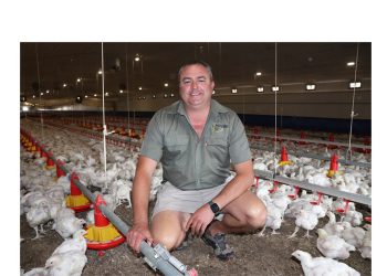 Stukkende transformator ná wrede kuikendood steeds nie vervang nie