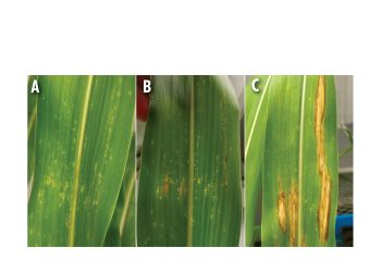 Scout your fields for fungal diseases