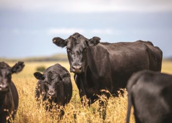Vermy lekaanvulling-slaggate hierdie winter