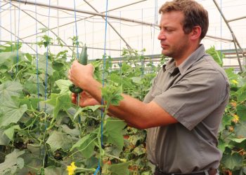 Kragkrisis word in groenteprojek omskep