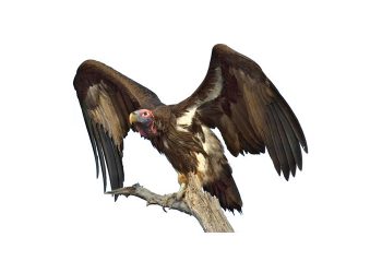 Bewaringsnuus uit ons kontrei