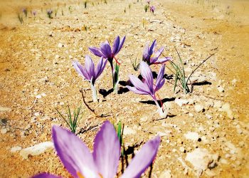 Diversifiseer met die duurste speserye