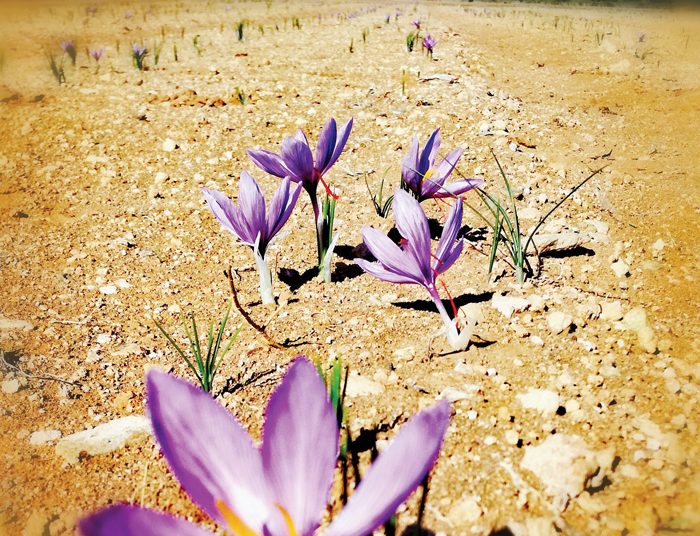 Diversifiseer met die duurste speserye